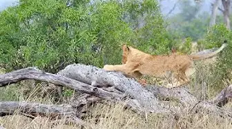 Video thumbnail for Lion Cubs Discover the See-Saw