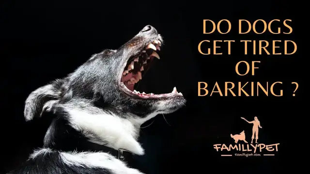 Video thumbnail for Do Dogs Get Tired Of Barking ?