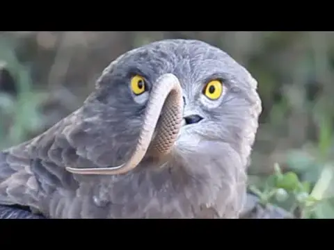Video thumbnail for Eagle Swallows Live Snake