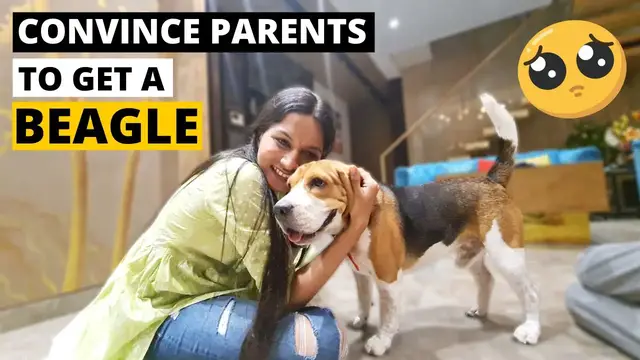 Video thumbnail for How to Convince your Parents to get a Beagle - THIS WORKS EVERY TIME!