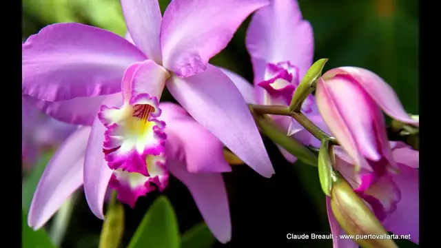 'Video thumbnail for Vallarta Botanical Gardens - Holstein Orchid and Vanilla Conservatory'
