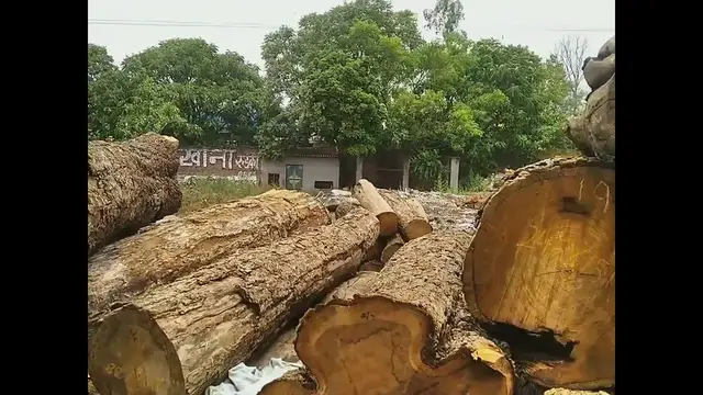 'Video thumbnail for How and where to sell teak wood with permission'