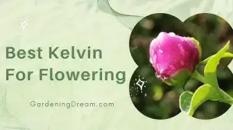 Video thumbnail for Best Kelvin For Flowering`