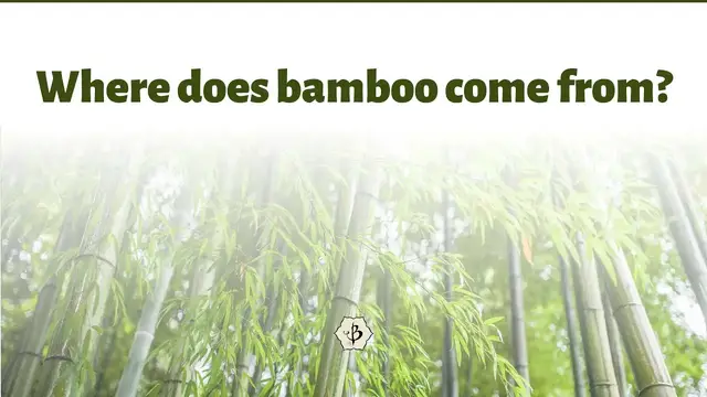 Video thumbnail for Where does bamboo come from?