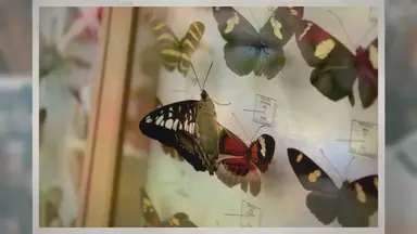 'Video thumbnail for Are Framed Butterflies Cruel?'