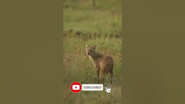 Video thumbnail for Sri Lankan jackal | හිවලා | (Canis aureus naria), also known as the Southern Indian jackal #shorts