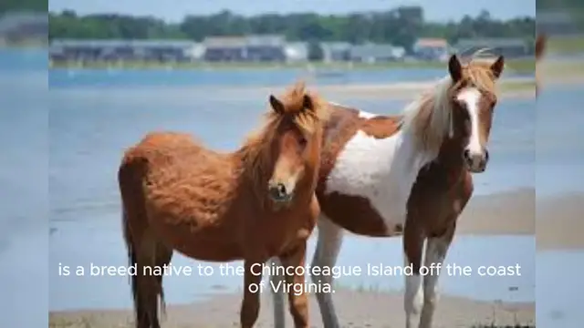 Video thumbnail for Chincoteague Pony