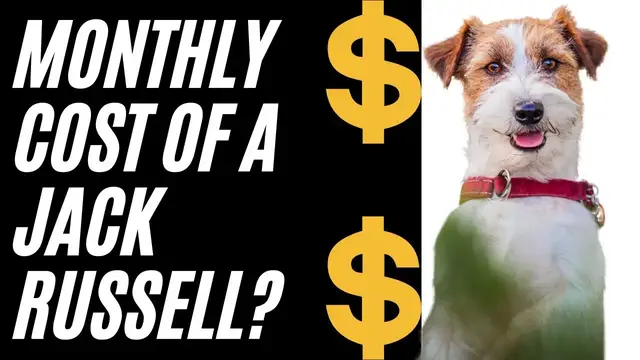 Video thumbnail for Jack Russell Terriers (How Much They Cost Per Month)