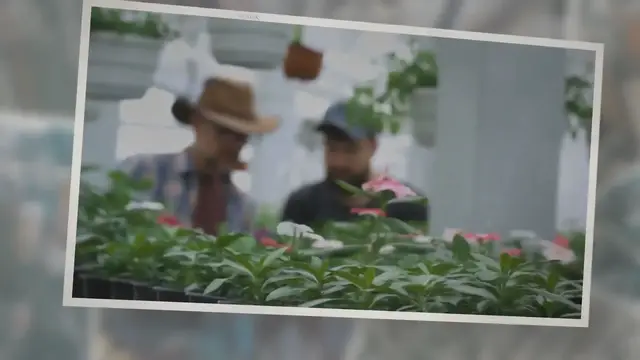 Video thumbnail for Banana Peel Water for Plants