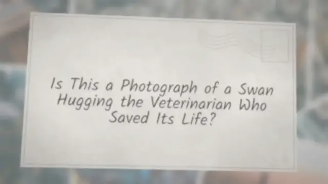 Video thumbnail for Is This a Photograph of a Swan Hugging the Veterinarian Who Saved Its Life?
