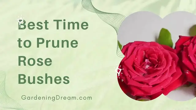Video thumbnail for Best Time to Prune Rose Bushes