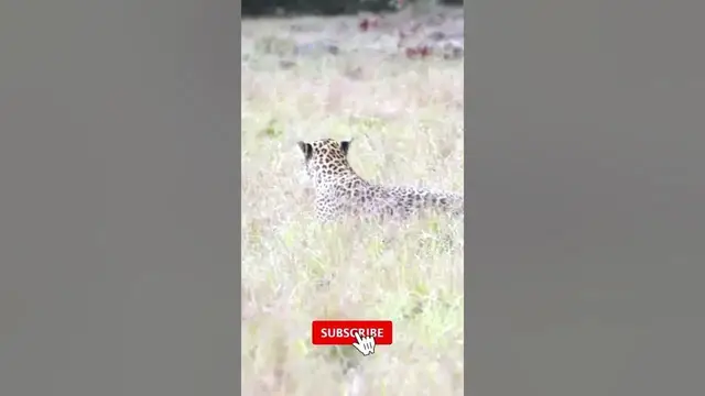 Video thumbnail for Young leopard playing #shorts