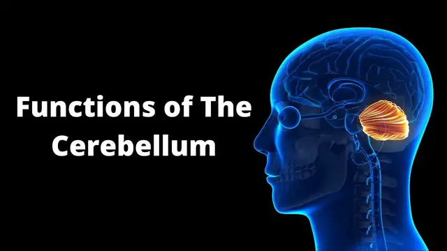 Video thumbnail for Unravelling the Mysteries of the Cerebellum
