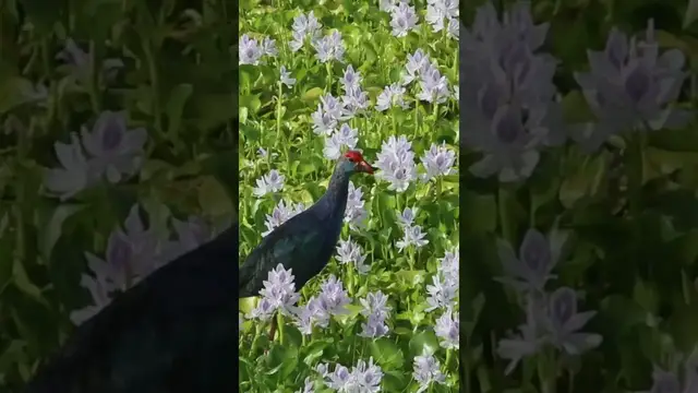 'Video thumbnail for Purple Coot bird #shorts'