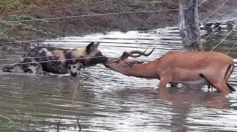 Video thumbnail for Wild Dogs, Lions and Cheetahs Hunting