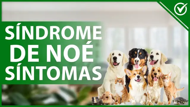 'Video thumbnail for 🐶 SÍNDROME de NOÉ: Qué es, causas, síntomas, cuidados y su tratamiento 🐶'