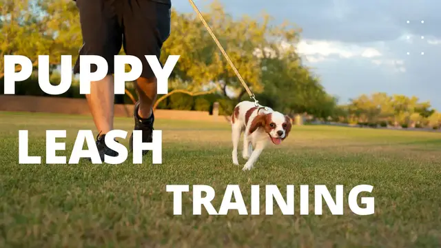 Video thumbnail for How to train leash walking