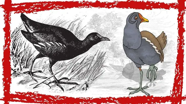 Video thumbnail for Moorhen (Swamp Hen) Bird Sound | Moorhen Bird Call | Moorhen Bird Hunting Sound