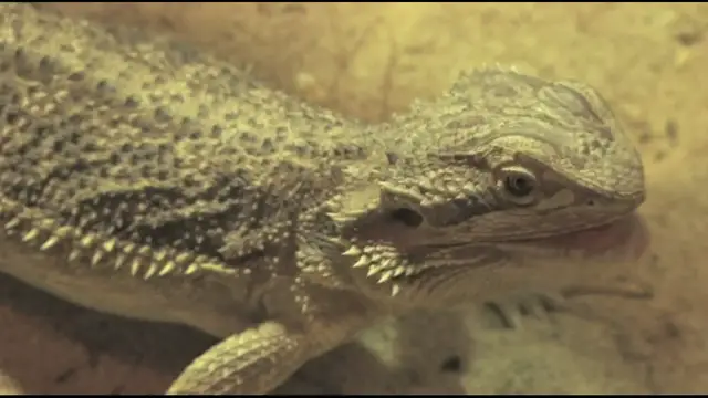 'Video thumbnail for Bearded dragons eating insects'