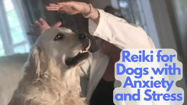 Video thumbnail for Reiki for Dogs with Anxiety and Stress