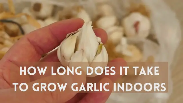 Video thumbnail for How Long Does it Take to Grow Garlic Indoors