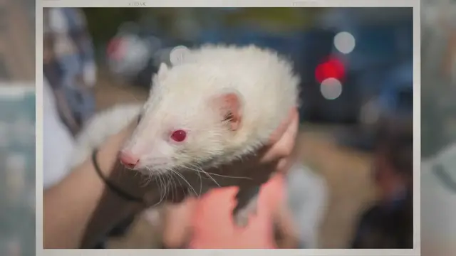 'Video thumbnail for What Are the Different Ferret Breeds?'