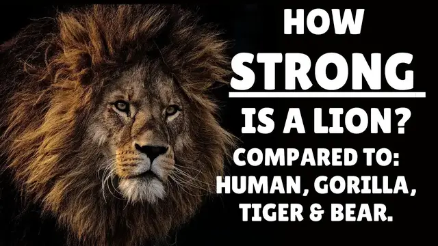 Video thumbnail for How Strong is a Lion - Lion Strength