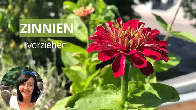 'Video thumbnail for Zinnien vorziehen - Anleitung zur Aussaat & Anzucht von Zinnien'