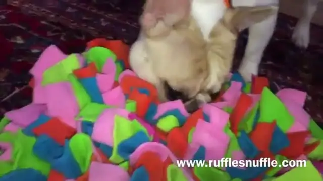 'Video thumbnail for What is a snuffle mat?'