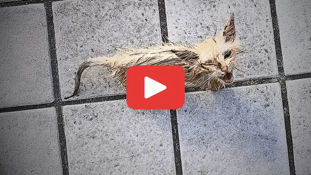 Video thumbnail for Stumbling and Starving—A Stray Cat’s Wordless Appeal for Help