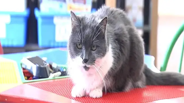 'Video thumbnail for Love For Libby The Library Cat'