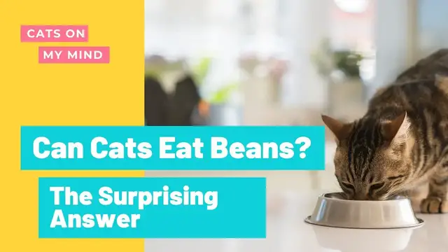 Video thumbnail for Can Cats Eat Beans? The Answer Will Surprise You!