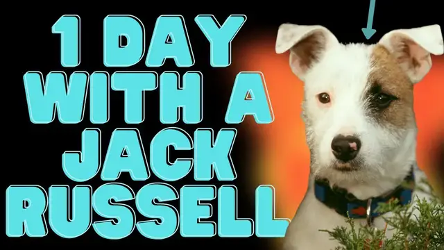Video thumbnail for Jack Russell Terriers 101 🐶 A Day In The Life With A Jack Russell Terrier (JRT)