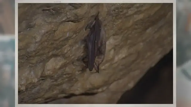 Video thumbnail for Do Bats Migrate? What Do They Do in the Winter?
