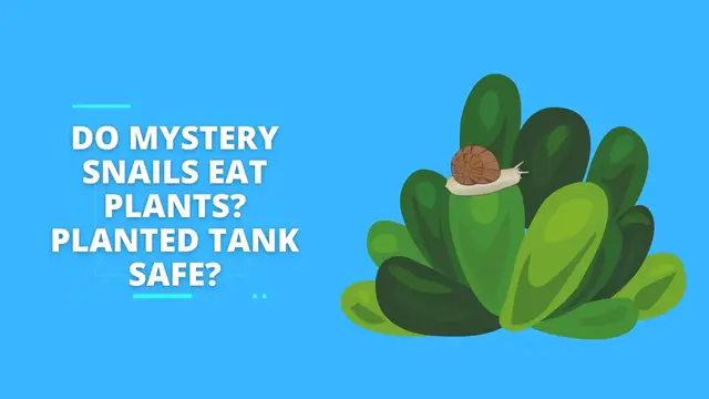 Video thumbnail for Do Mystery Snails Eat Plants? Safe For A Planted Tank?
