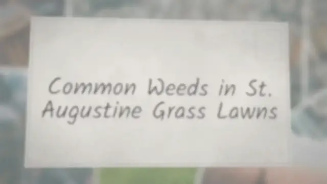 'Video thumbnail for Common Weeds In St. Augustine Grass Lawns'