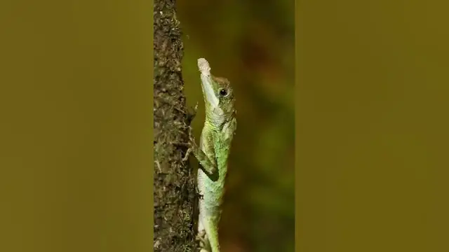 Video thumbnail for Leaf nosed Lizard #shorts