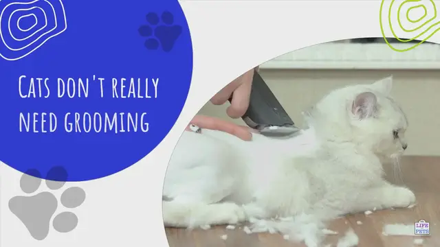 'Video thumbnail for Why Do Cats Need Grooming?'