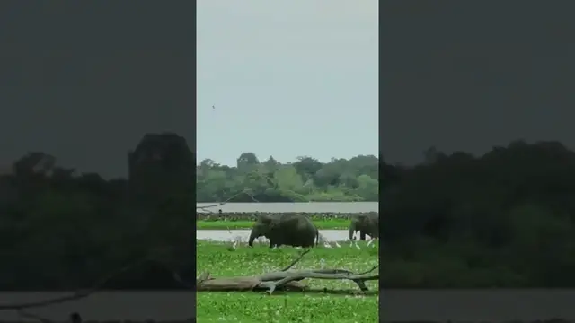'Video thumbnail for Sri Lankan Elephants in Lahugala National Park #shorts'