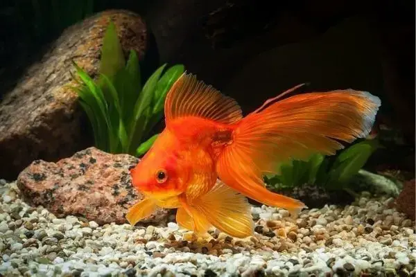Video thumbnail for Top 10 Most Expensive Goldfish In The World