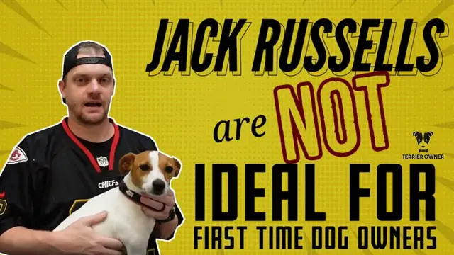Video thumbnail for The Reasons Jack Russells Are Not Ideal For First Time Dog Owners: Watch Before Adopting A JRT