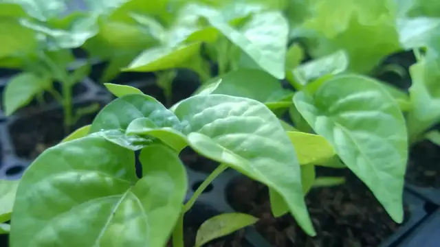 Video thumbnail for A Brief Introduction To The Nutritive Cycle Theory