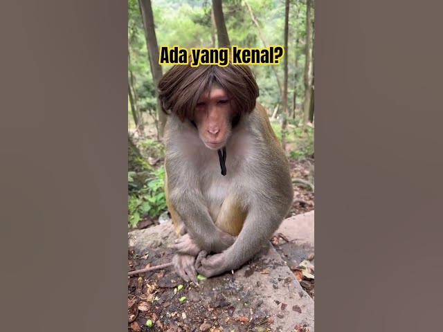 Video thumbnail for idaman wanita pesaing baru