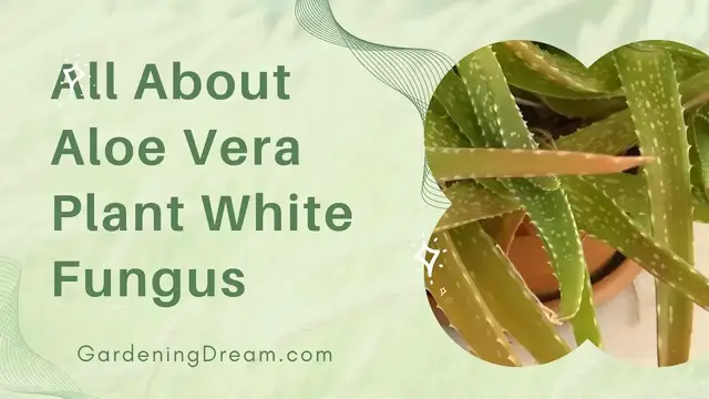 Video thumbnail for All About Aloe Vera Plant White Fungus