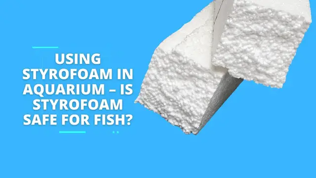 Video thumbnail for Using Styrofoam In Aquarium – Is Styrofoam Safe for Fish?
