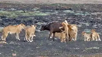 Video thumbnail for 10 Lion Cubs vs 1 Buffalo Calf