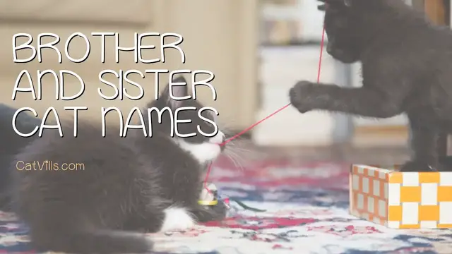 Video thumbnail for BROTHER AND SISTER CAT NAMES: 167 ADORABLE IDEAS