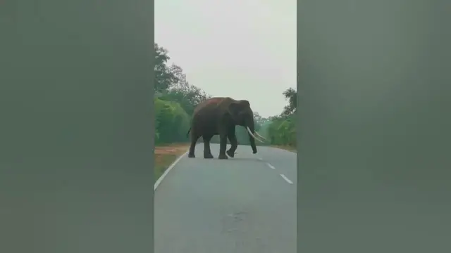 'Video thumbnail for Tusker in Yala Buttala Road #shorts'