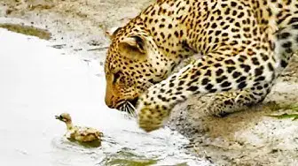 Video thumbnail for Baby Bird Takes on Hungry Leopard