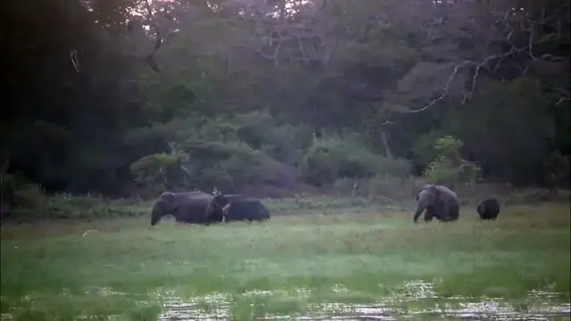 Video thumbnail for Elephants | rare video of a male herd with 4 male animals